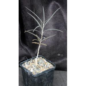 Boswellia elongata 5-inch pots