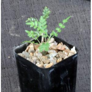 Boswellia neglecta 2-inch pots