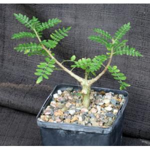 Boswellia neglecta 5-inch pots