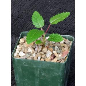 Boswellia papyrifera 4-inch pots