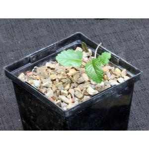 Boswellia papyrifera 5-inch pots