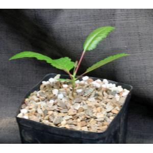 Boswellia papyrifera one-gallon