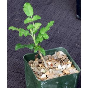 Boswellia sacra 4-inch pots