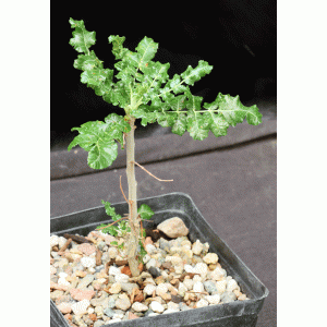 Boswellia sacra one-gallon pots