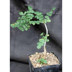 Boswellia sacra one-gallon pots
