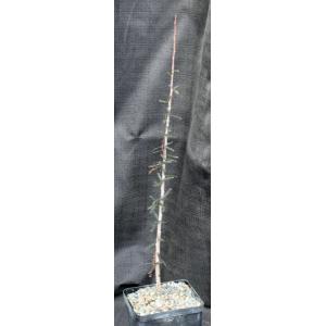 Boswellia socotrana 5-inch pots