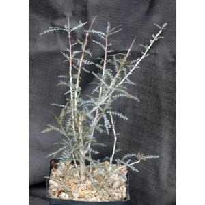 Boswellia socotrana one-gallon pots