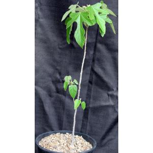 Brachychiton bidwillii 2-gallon pots