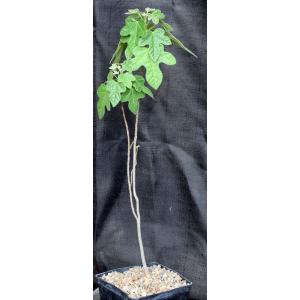 Brachychiton bidwillii one-gallon pots