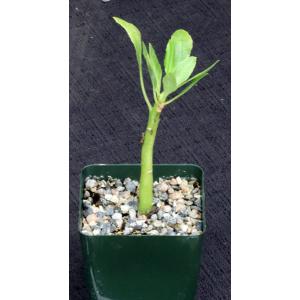 Brighamia insignis 4-inch pots