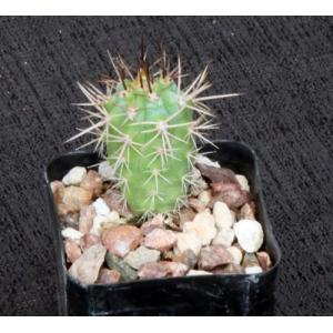 Browningia hertlingiana 2-inch pots