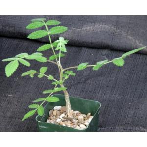Bursera asplenifolia 4-inch pots