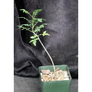 Bursera aptera 4-inch pots