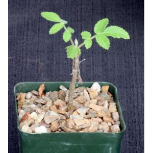 Bursera asplenifolia 4-inch pots