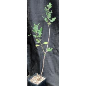 Bursera epinnata one-gallon pots