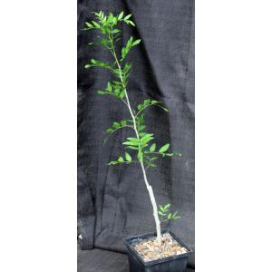Bursera exequielii (WY 1216) 5-inch pots