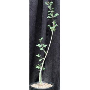 Bursera fagaroides 2-gallon pots