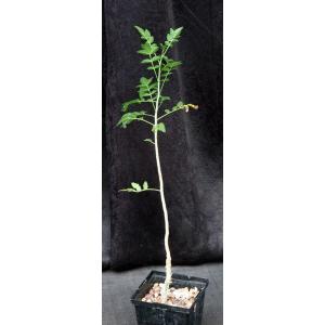 Bursera fagaroides 5-inch pots