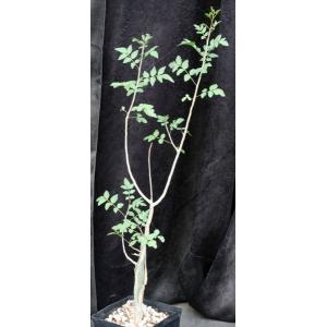 Bursera fagaroides one-gallon pots