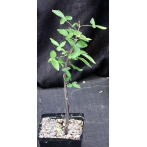 Bursera heteresthes 5-inch pots