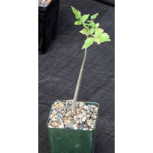 Bursera hindsiana 4-inch pots