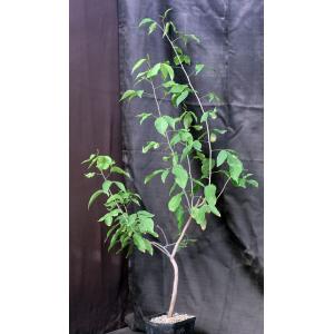 Bursera instabilis one-gallon pots