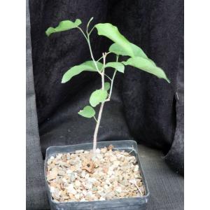 Bursera instabilis one-gallon pots
