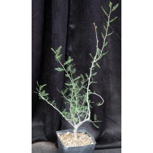 Bursera microphylla one-gallon pots