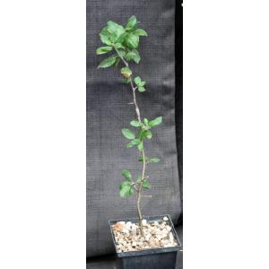 Bursera rupicola 5-inch pots