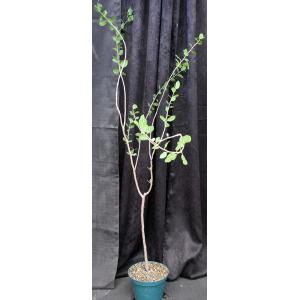 Bursera schlechtendalii 8-inch pots
