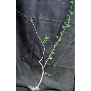 Bursera schlechtendalii one-gallon pots