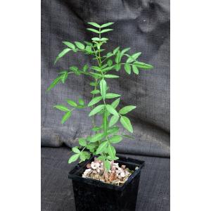 Bursera silviae 5-inch pots