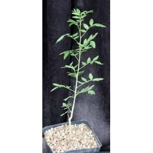 Bursera silviae one-gallon pots