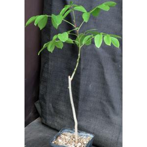 Bursera simaruba 5-inch pots
