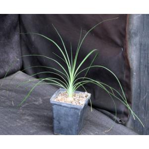 Calibanus cv Lotusland 5-inch pots