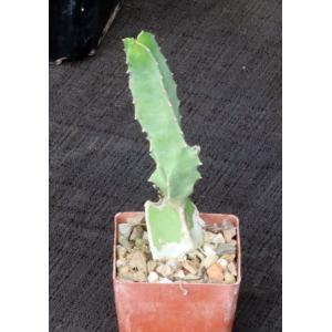 Caralluma penicillata 3-inch pots