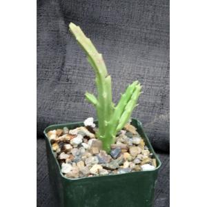 Caralluma subulata (TMC 5307) 4-inch pots