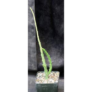 Caralluma subulata (TMC 5307)5-inch pots