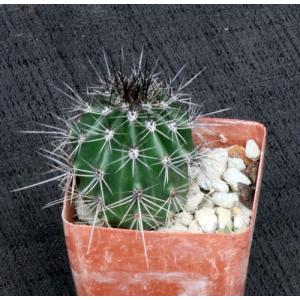 Carnegiea gigantea (saguaro) 3-inch pots