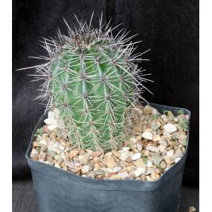 Carnegiea gigantea (saguaro) one-gallon pots