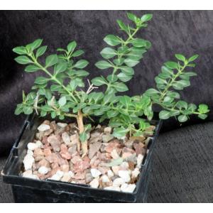 Catesbaea spinosa (FTBG2012, 0213) 5-inch pots