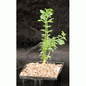 Catesbaea spinosa (FTBG2012, 0213) 5-inch pots