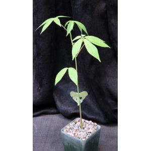 Ceiba speciosa 4-inch pots