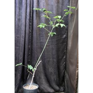 Ceiba insignis 2-gallon pots