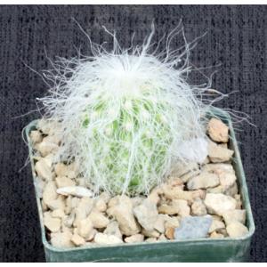 Cephalocereus senilis 3-inch pots