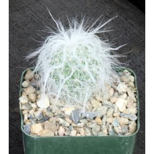 Cephalocereus senilis 4-inch pots