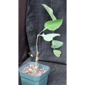 Cephalopentandra ecirrhosa 5-inch pots