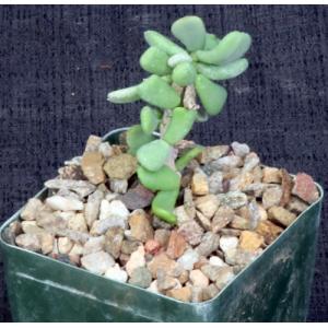 Ceraria pygmaea 4-inch pots