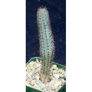 Cereus aethiops 4-inch pots