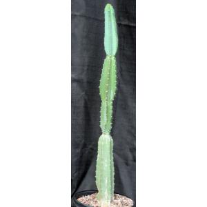 Cereus forbesii 2-gallon pots